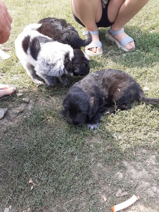 Donez 2 căței frumoși