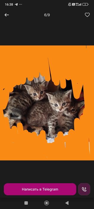Зотли мушук боллари 2 ойлик  сотилади