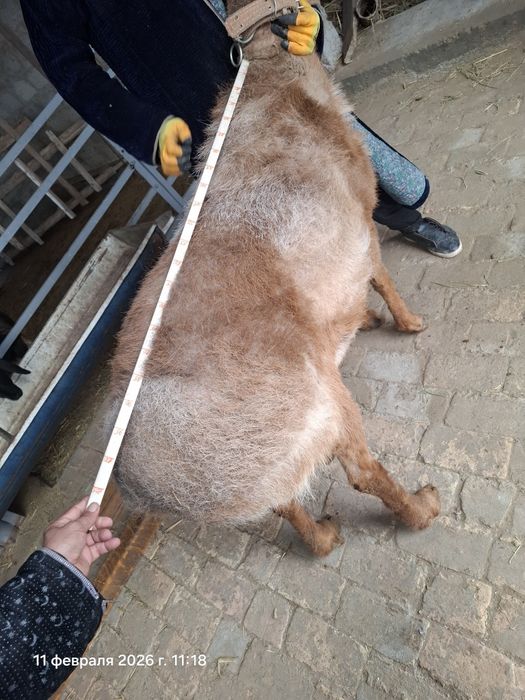 Арашан Кучкор сотилади...