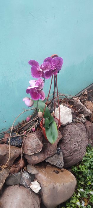 Орхидея Фаленопсис крупная.