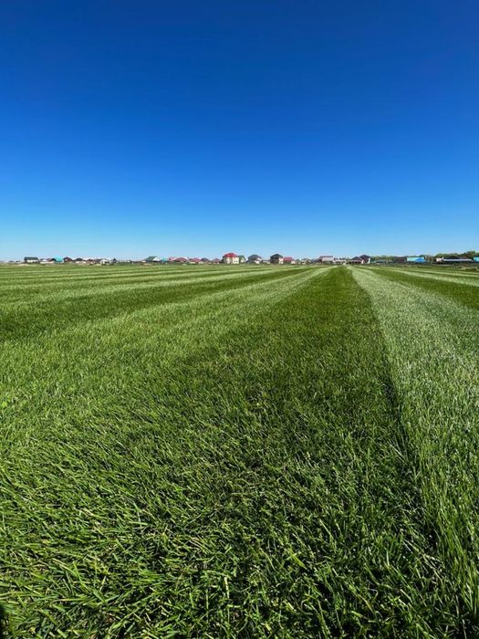 Газон рулонный