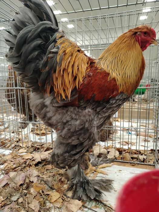 Cocosi Brahma diferite varietati