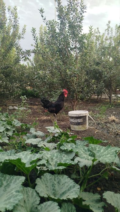 Хурозлар кора шахзода