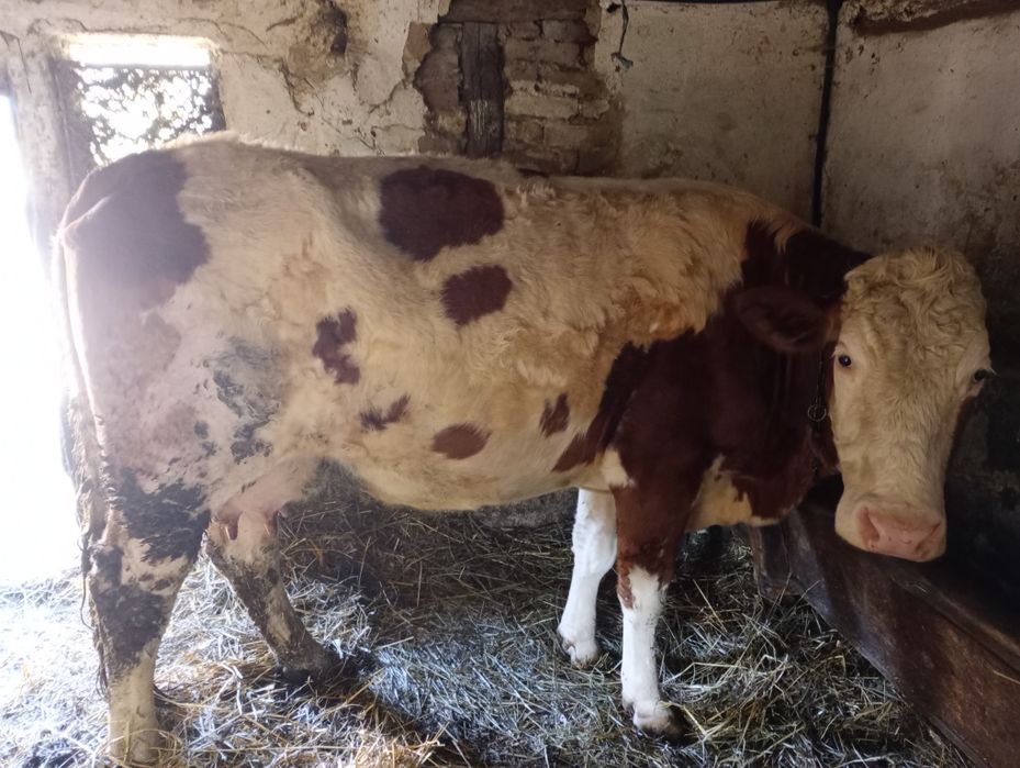 Vând vaca de trei ani