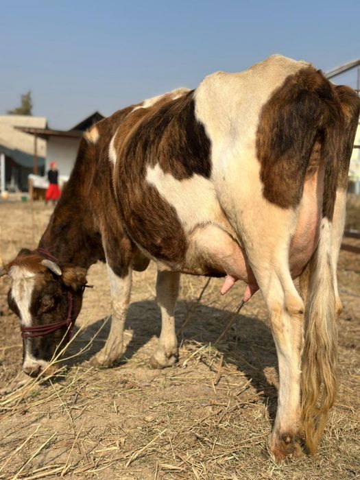 Сүтті бұзаулы сиыр