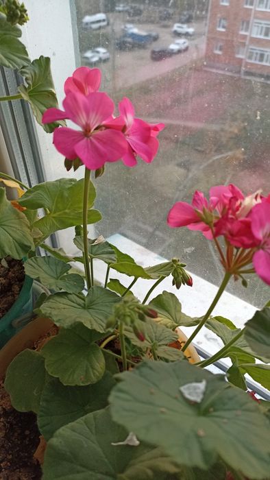 Пеларгония зональная ( герань)