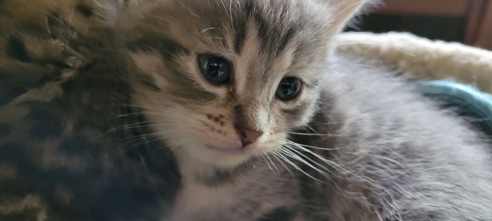 Котята 2000тг 1 5 месяца