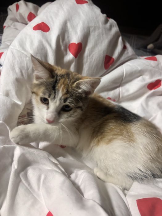 котёнок породистый