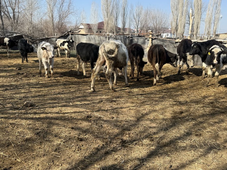 Бычок бұқа подсос бык