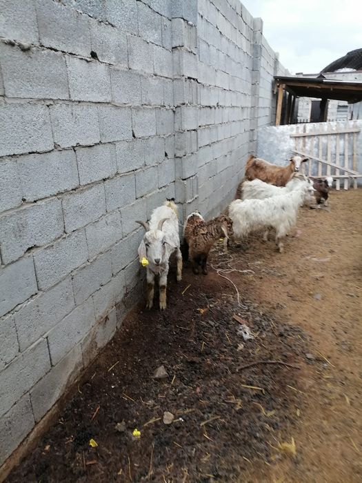 Лакты ешкимер серке теке