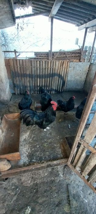 Vând ouă australorp