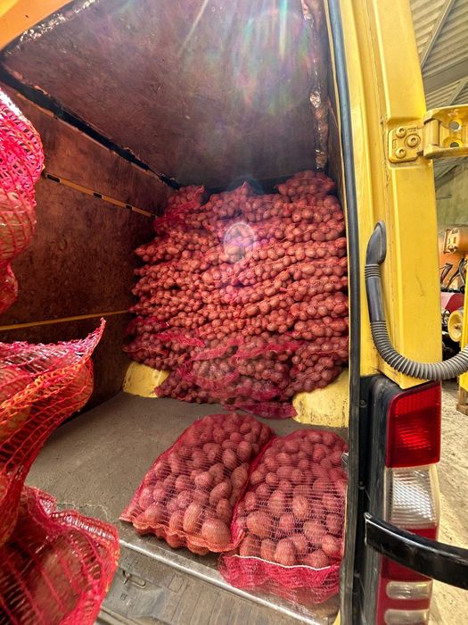 Cartof Rosu Bellarosa