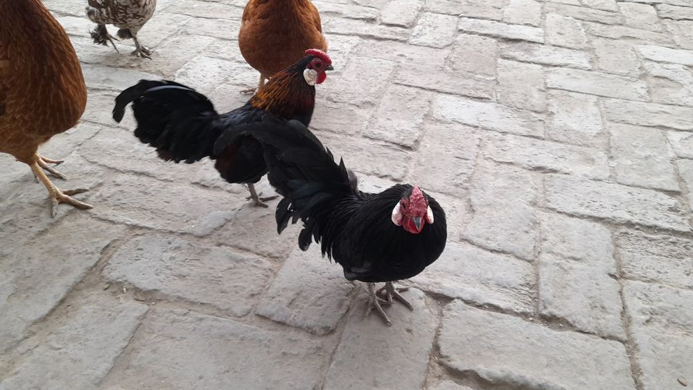 Tovuq kulangi sotiladi toza zotli