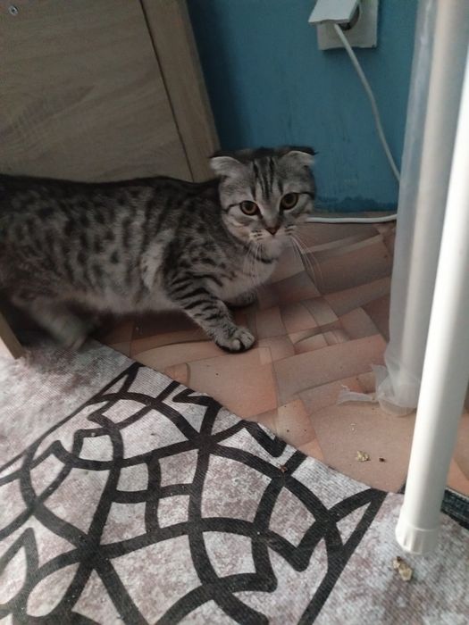 отдам кошку в добрые руки