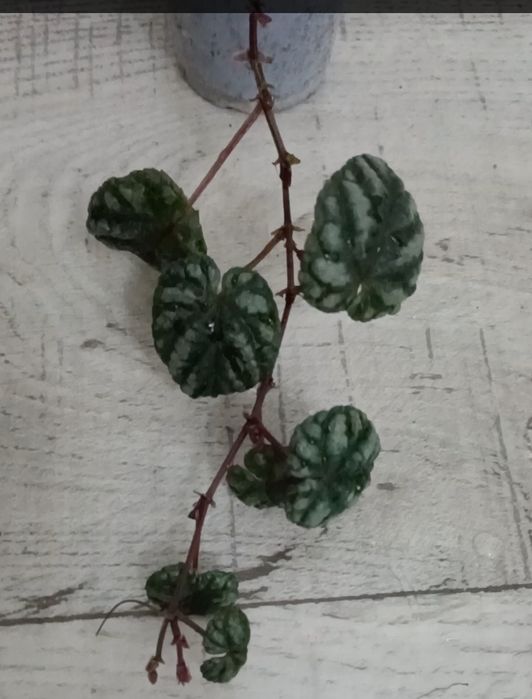 Цветы комнатные разные