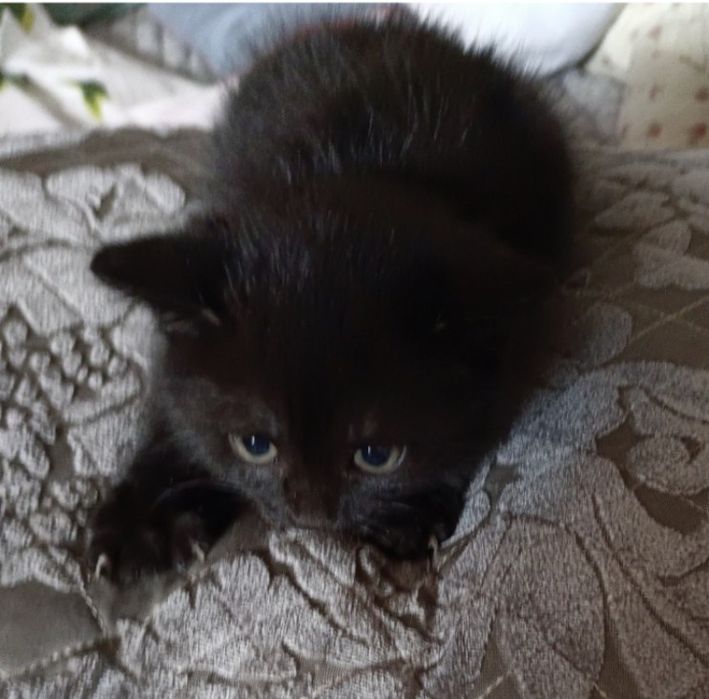 Отдам в добрые руки котят, 2 месяца