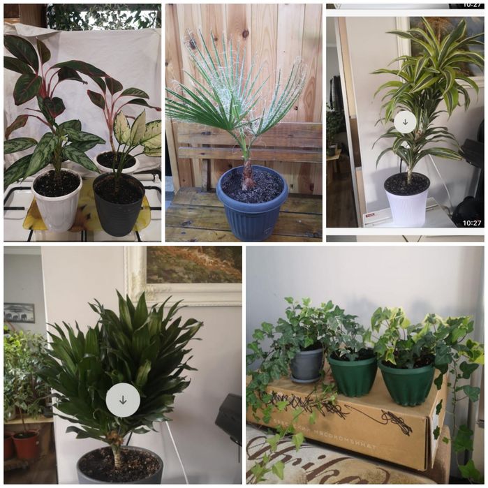 Комнатные растения