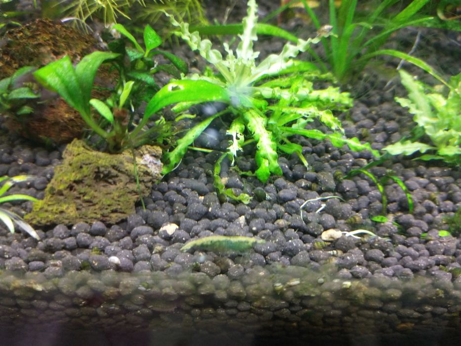 Creveti acvariu pesti