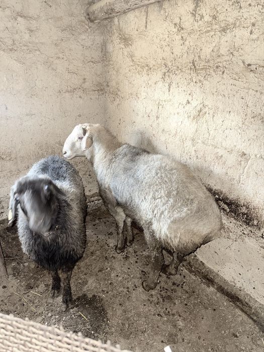 Қошқар семіз.