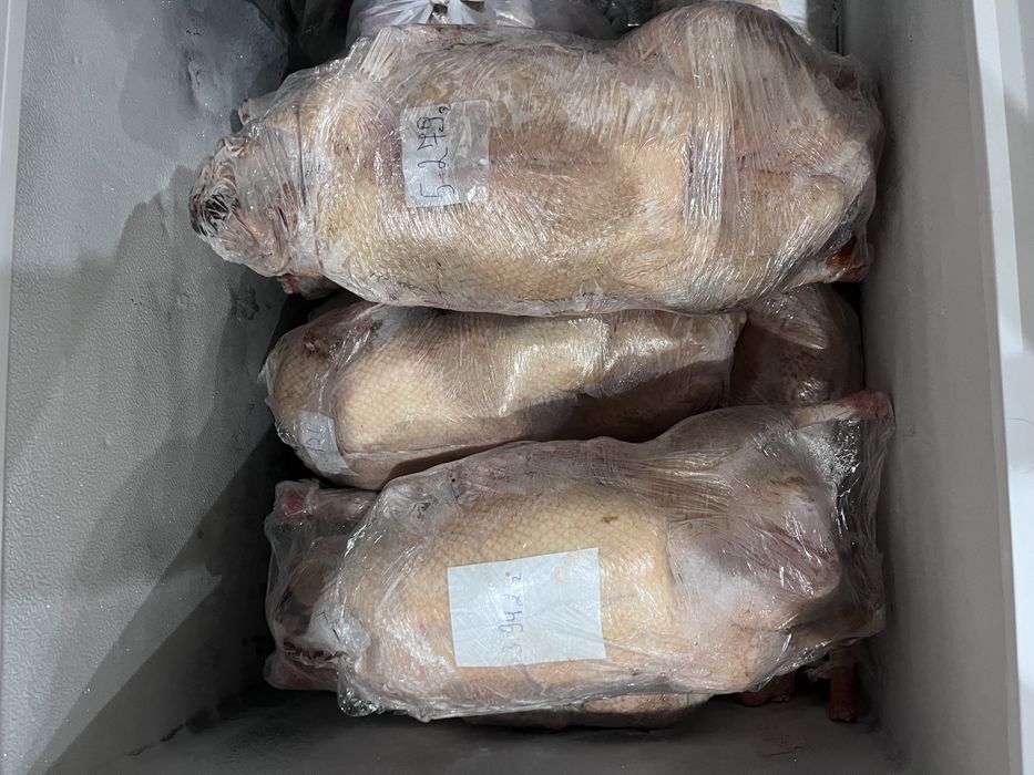 Продам домашних гусей