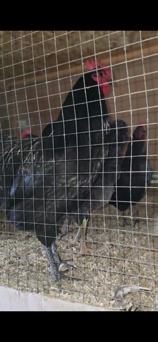 Qorashoxzada dakan induk avstrelop tuximi