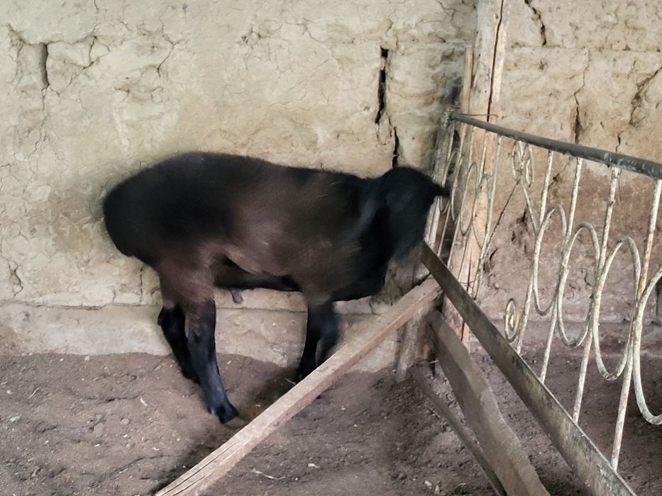 Ona bola sotiladi