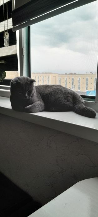 Скотиш фольд вязка с скотиш страйт