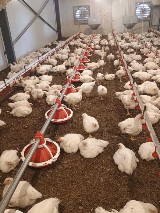 Домашни бройлери