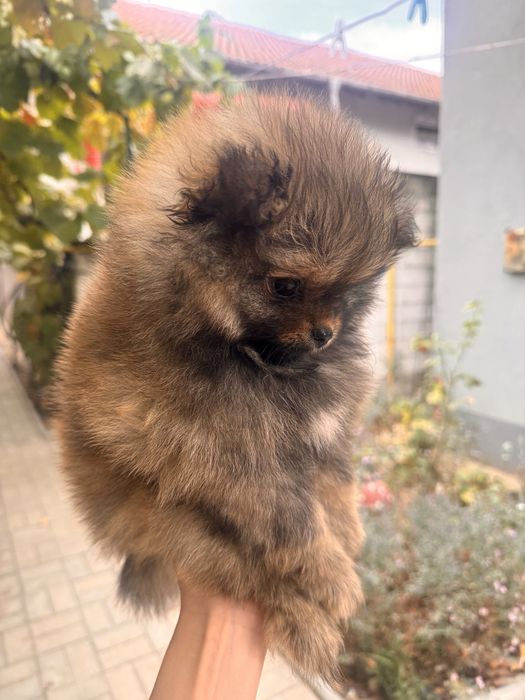 Pomeranian Mascul