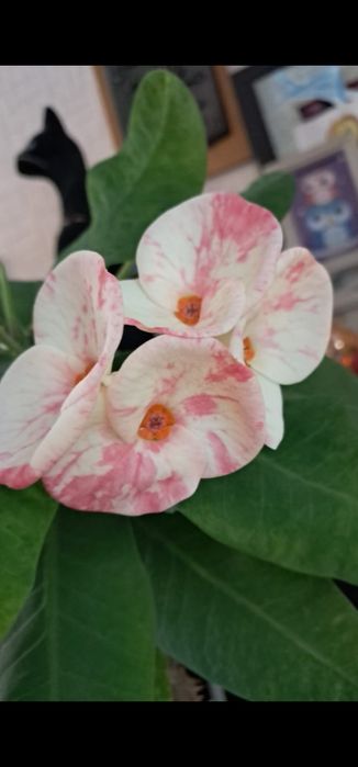 Молочай миля коллекционные сорта.Абайа