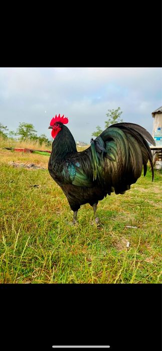 Vand pui gaini rasa Australorp