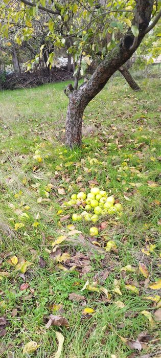 Продава се Парцел в Белослав - 466 кв.м за 38 €/кв.м - Снимка #7