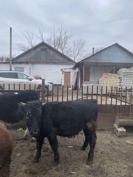 Продам бычки 10-11месяцев