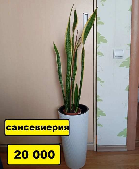 Үй гүлдері комнатные цветы Кызылорда