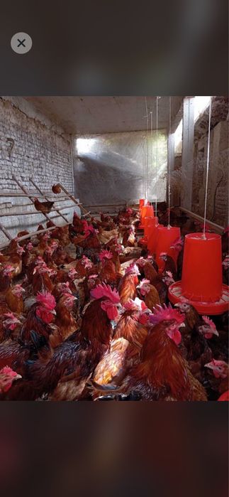 Тухум tuxum ханхяп тавуклар тухуми бор сотувда 10000 дан