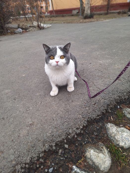 Кот на ВЯЗКУ срочно 300 тысяч или договор.