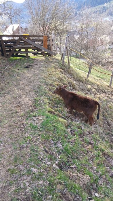 jurincă angus cu vitel