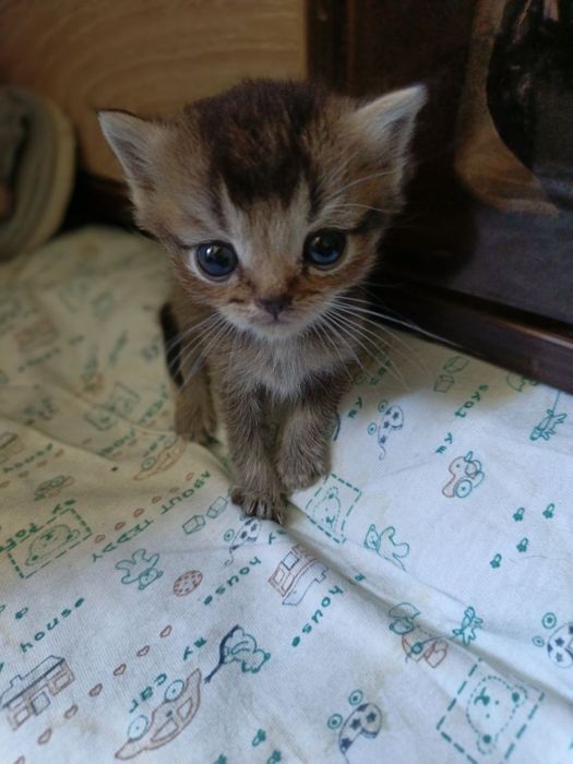 Продам котят породистых