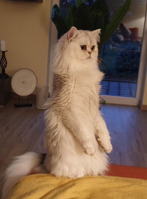 Disponibil pentru împerechere la domiciliu (cu pedigree!)