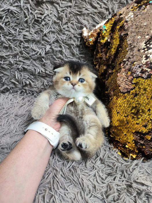 Котята от правильной вязки