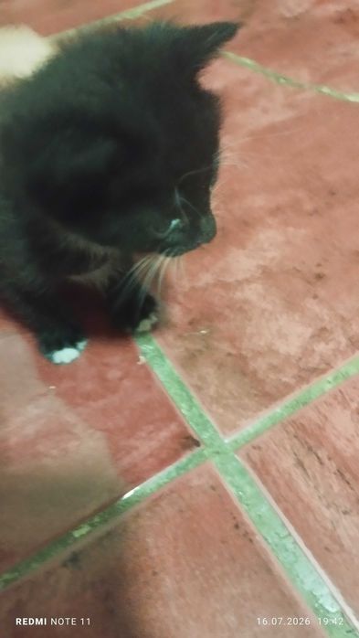 котята маленькие