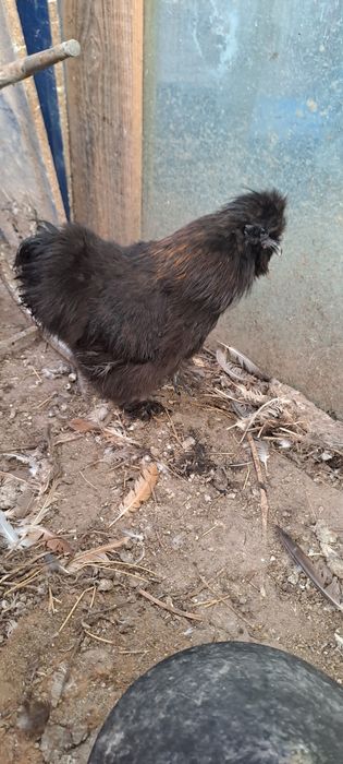 Gaini matase japoneza, Hamburg, motata olandeza, araucana, oua incubat