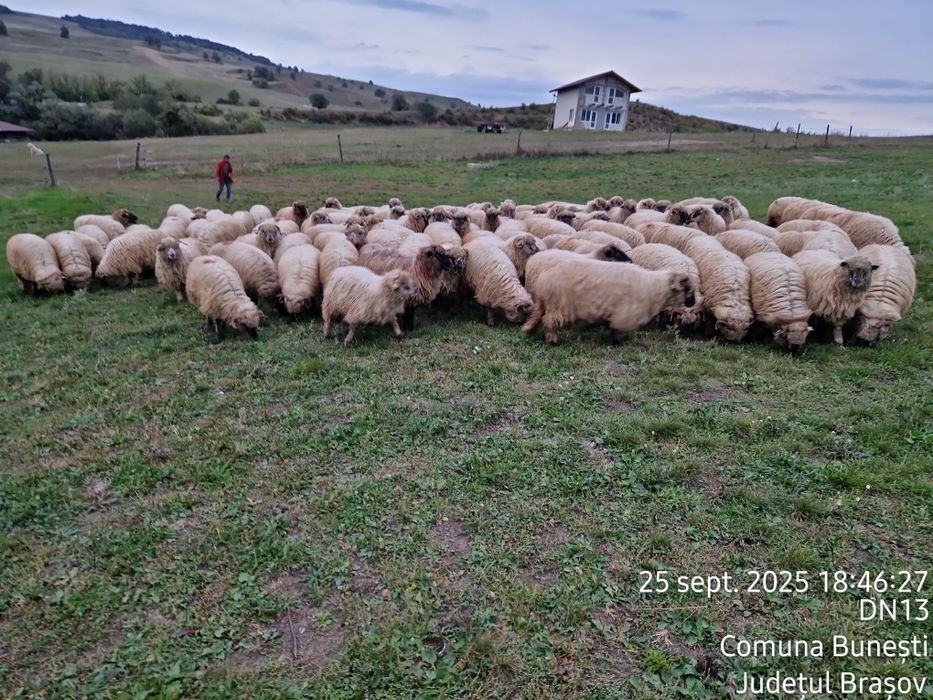Vând oi tinere de reproducție