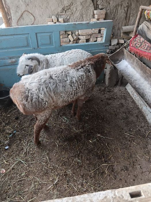 Quchqorlar. Sotiladi 2 ta bor