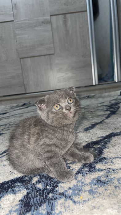 Отдам котёнка в добрые руки. Mushukchani mehribon qo‘llarga beramiz