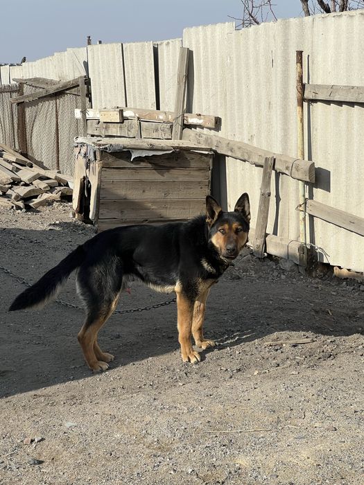 Немецкая овчарка