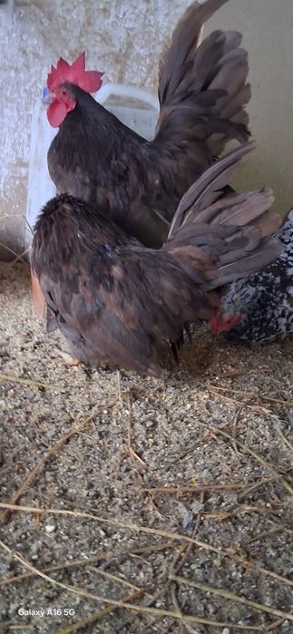 Vând găini cochinchina pitic lavandă și chabo