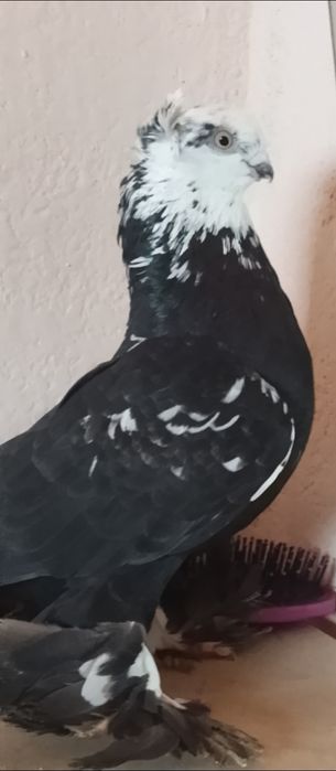Продам красавца голуб