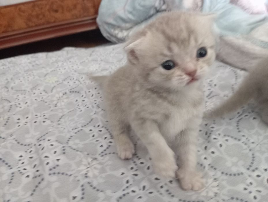 Продам Британских котят