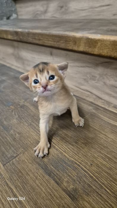 Абиссинские котята